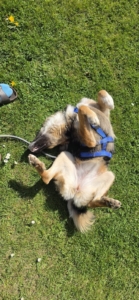 Nami liegt auf dem Rücken und zeigt ihren Bauch in die Kamera