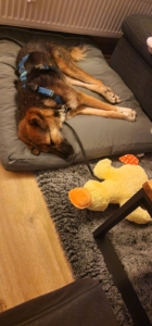 Nami schläft auf ihrem Kissen neben ihrer Kuscheltierente
