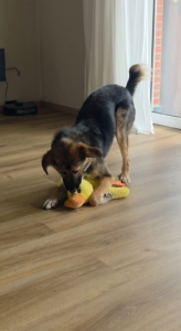 Nami spielt mit ihrem Kuscheltier