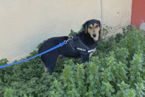 Oskar Zorro Dogsavior Jun26 3