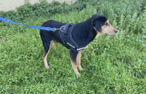 Oskar Zorro Dogsavior Jun26 4