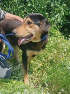 Oskar Zorro Dogsavior Jun26 5