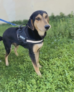 Oskar Zorro Dogsavior Jun26 6