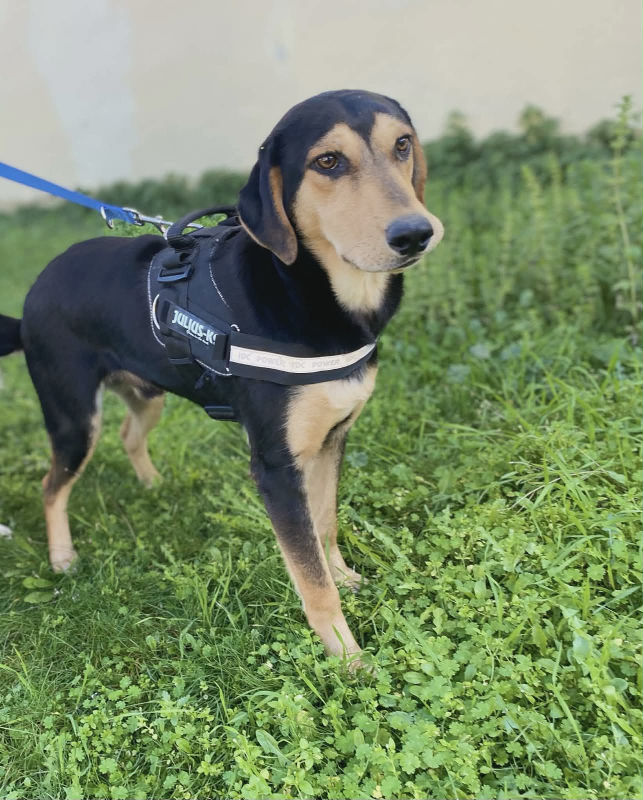 Oskar Zorro Dogsavior Jun26 6