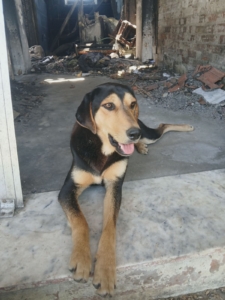 Oskar Zorro Dogsavior Jun26 7