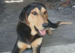 Oskar Zorro Dogsavior Jun26 Beitragsbild