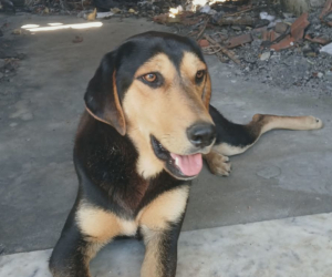 Oskar Zorro Dogsavior Jun26 Beitragsbild