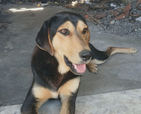 Oskar Zorro Dogsavior Jun26 Beitragsbild