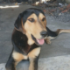 Oskar Zorro Dogsavior Jun26 Beitragsbild