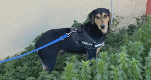 Oskar Zorro Dogsavior Jun26 Social Media