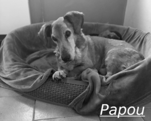 Papou Zorro Dogsavior Jul26 1