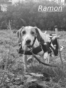 Ramon Zorro Dogsavior Jul26 1
