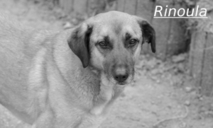 Rinoula Zorro Dogsavior Jul26 1