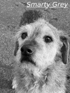 Smarty Grey Zorro Dogsavior Jul26 1