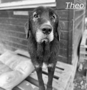 Theo Zorro Dogsavior Jul26 1