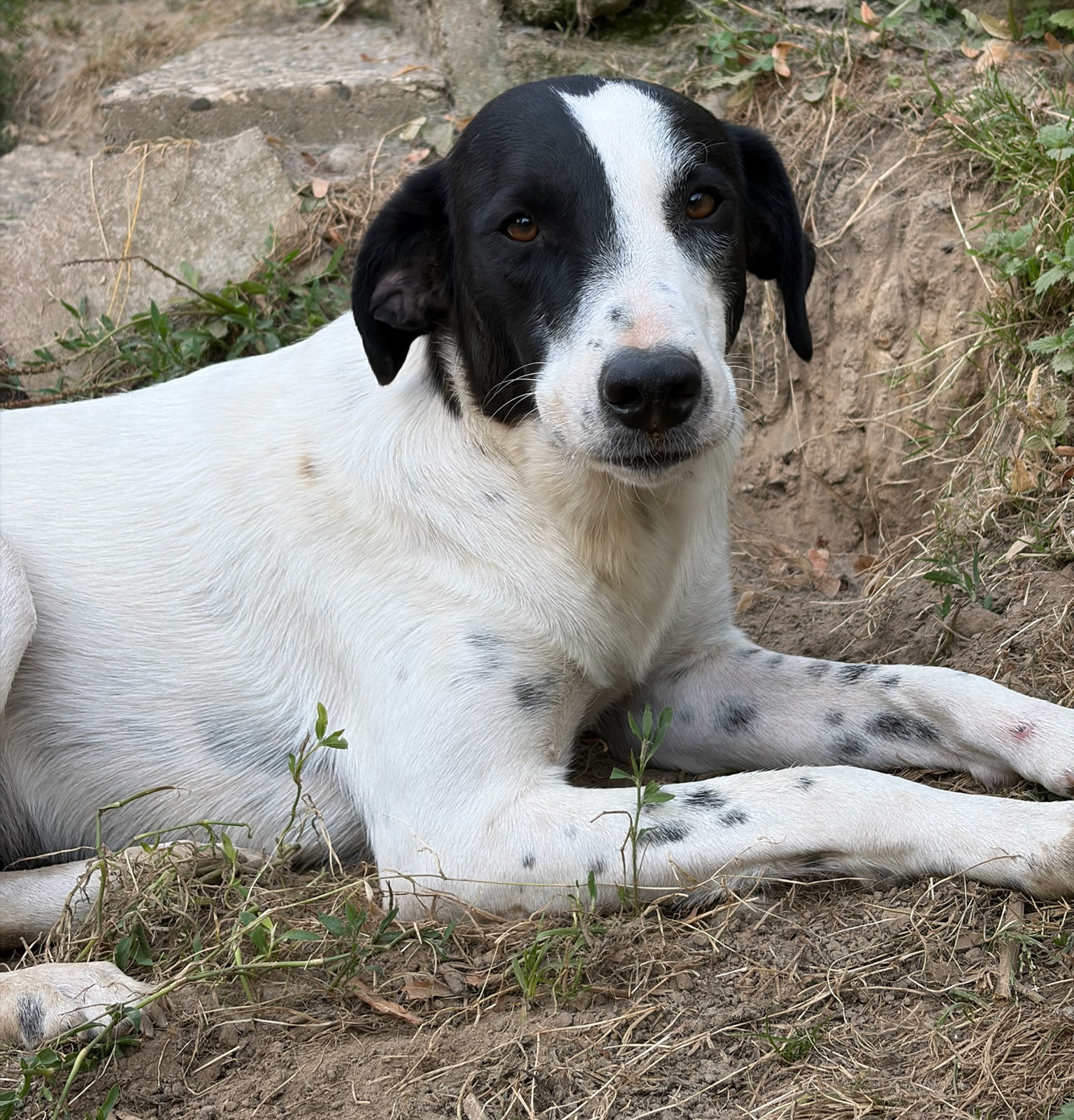 Angie Zorro Dogsavior Aug26 1