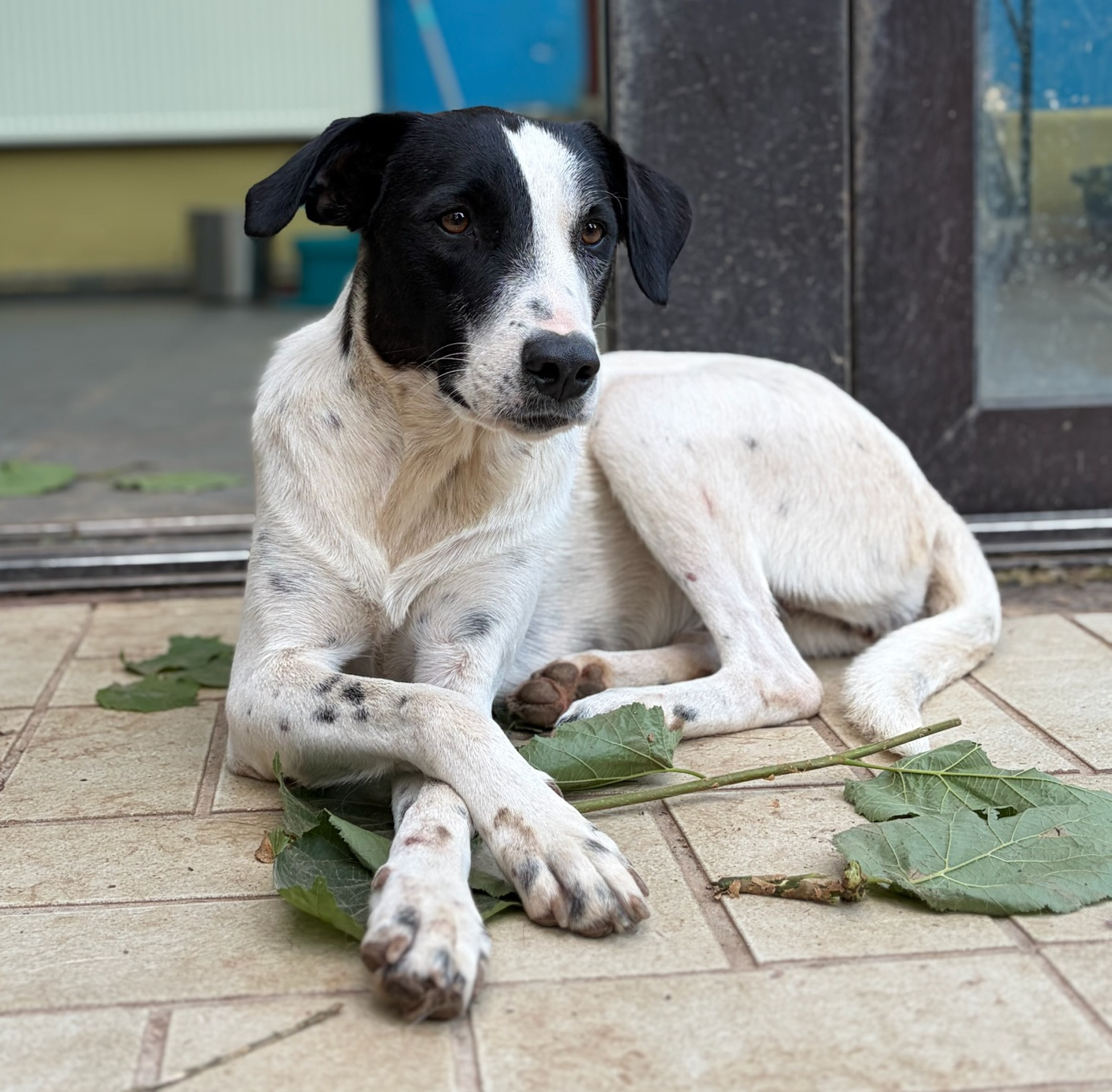 Angie Zorro Dogsavior Aug26 2