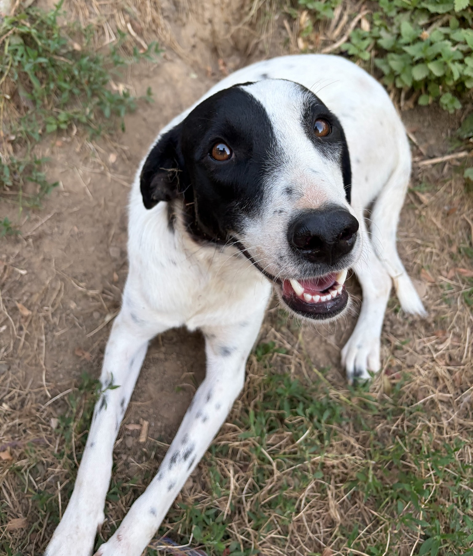 Angie Zorro Dogsavior Aug26 4