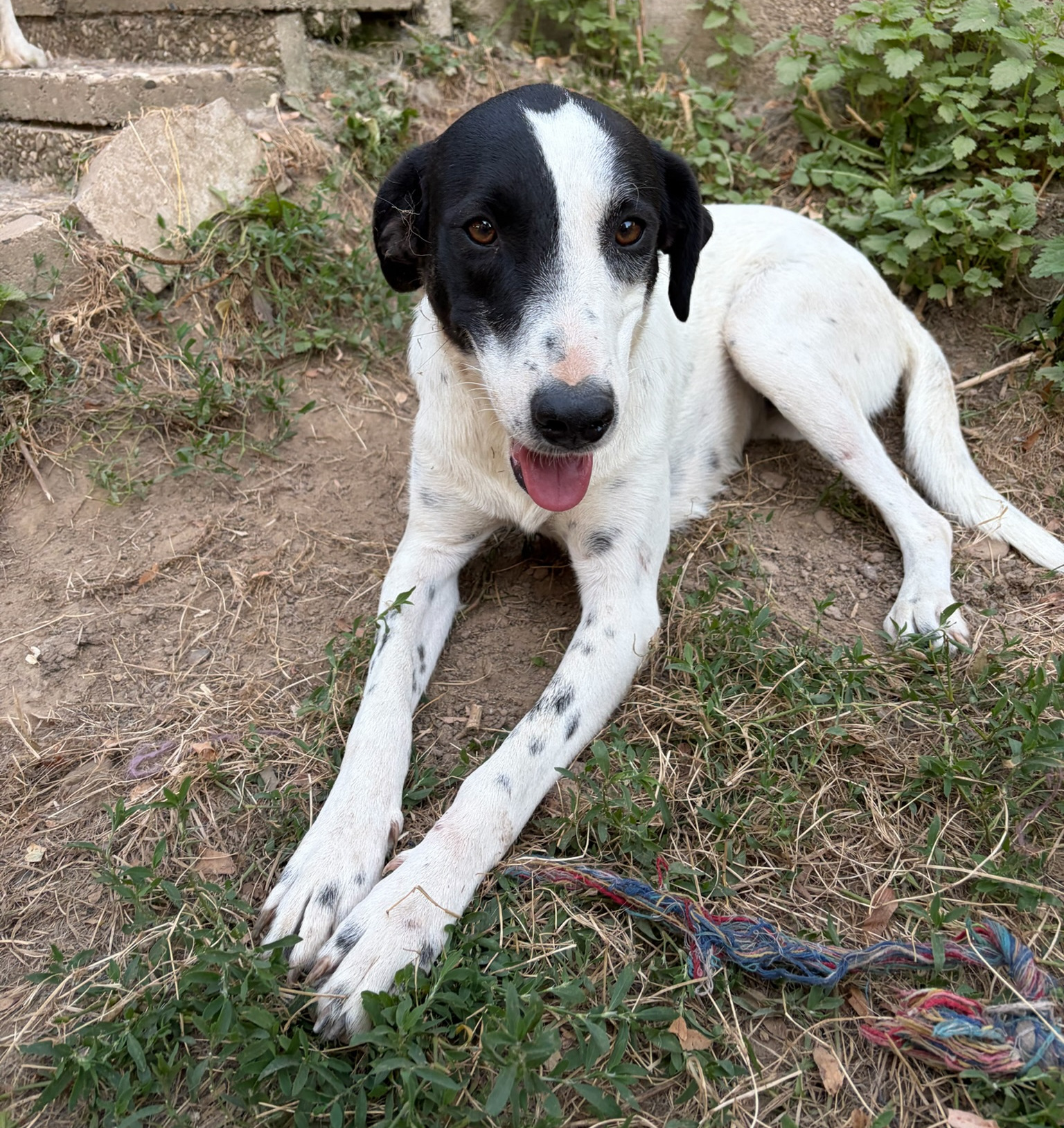 Angie Zorro Dogsavior Aug26 5