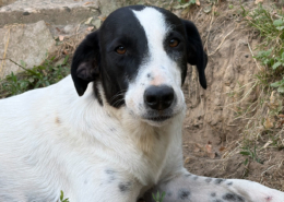 Angie Zorro Dogsavior Aug26 Beitragsbild
