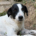 Angie Zorro Dogsavior Aug26 Beitragsbild
