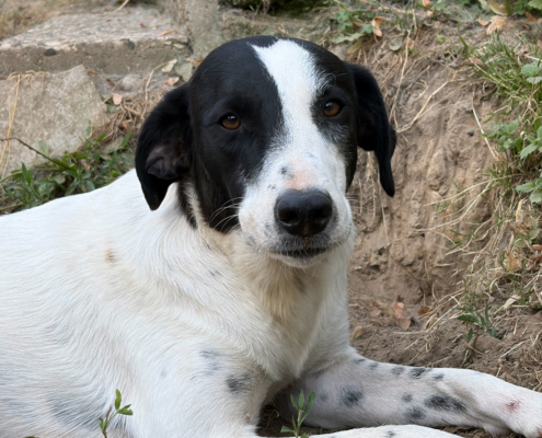 Angie Zorro Dogsavior Aug26 Beitragsbild