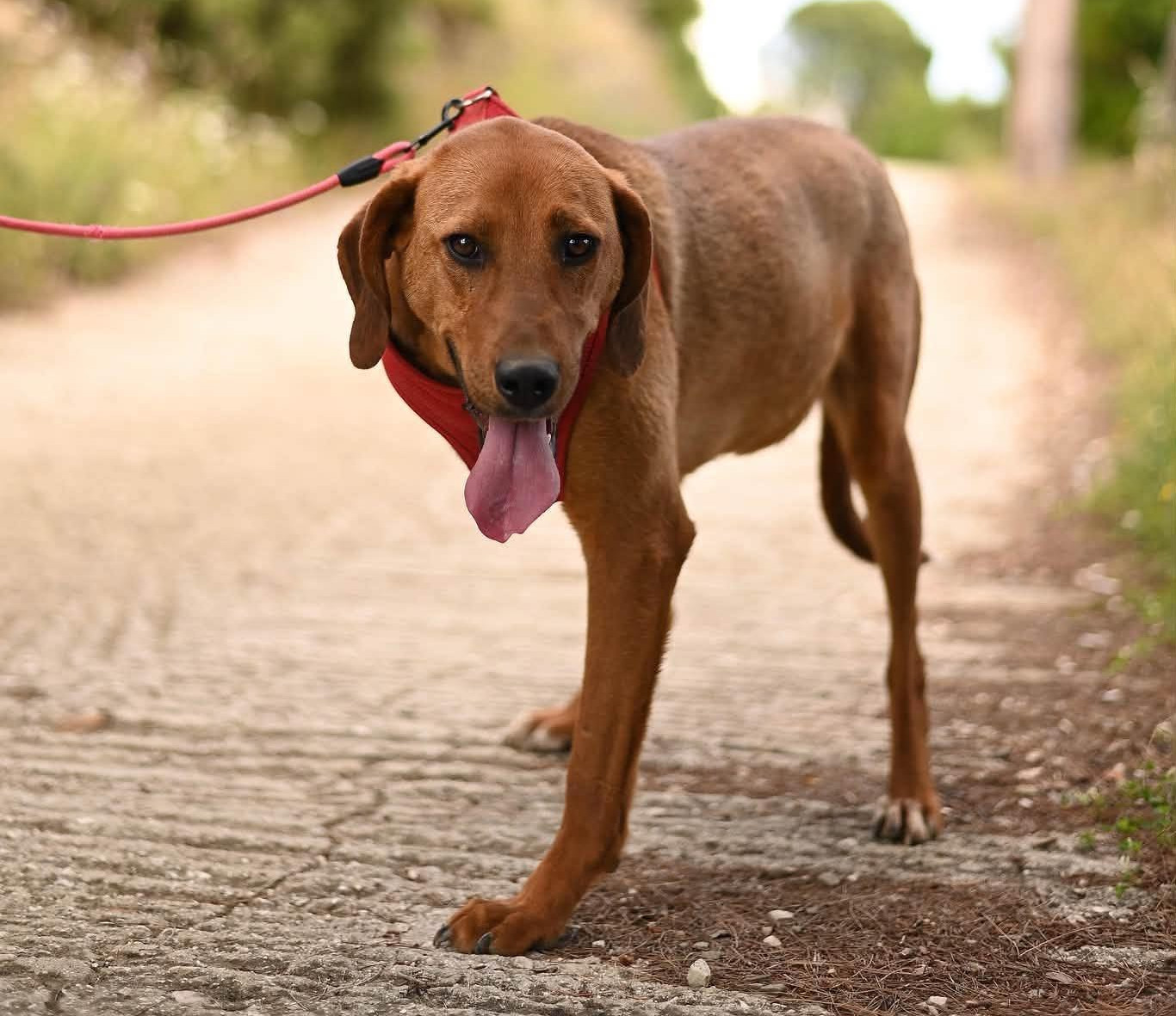 Charlie Zorro Dogsavior Aug26 1