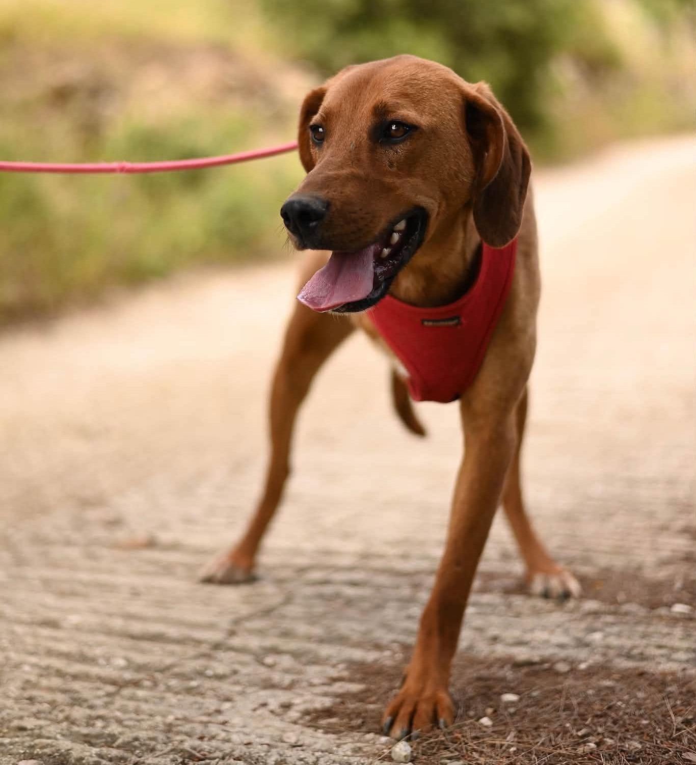 Charlie Zorro Dogsavior Aug26 2
