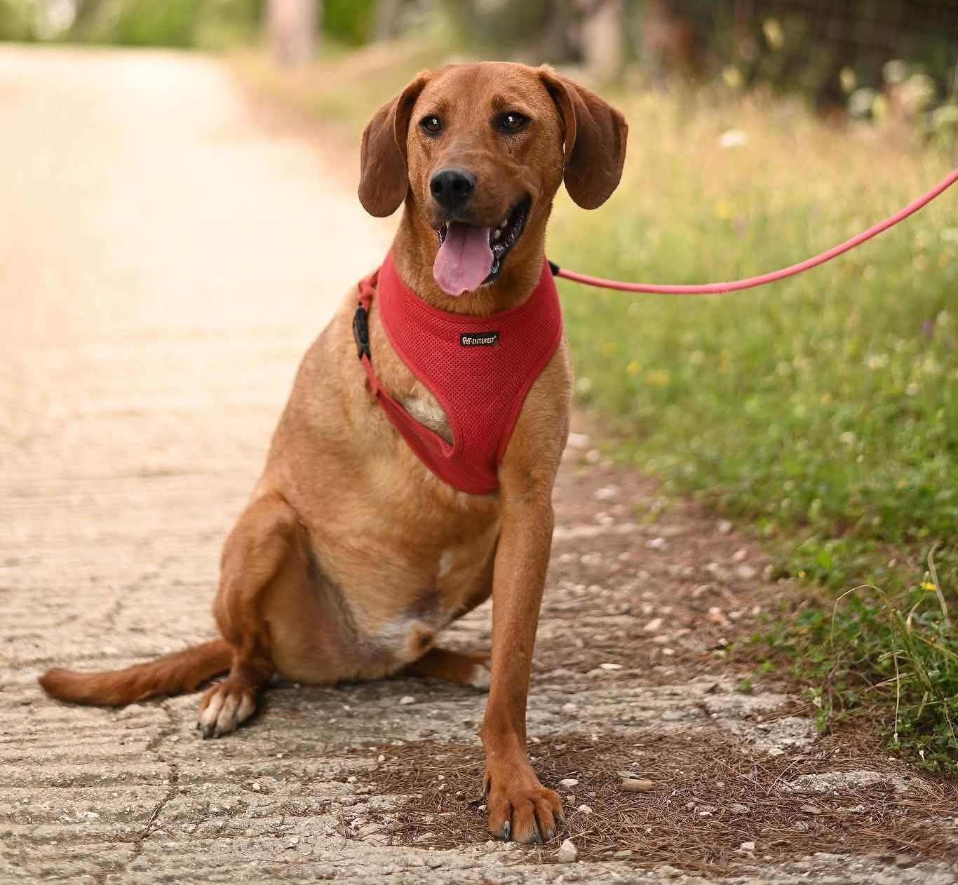 Charlie Zorro Dogsavior Aug26 3
