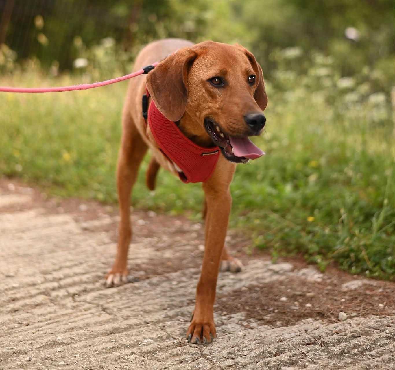 Charlie Zorro Dogsavior Aug26 4