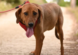 Charlie Zorro Dogsavior Aug26 Beitragsbild