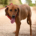 Charlie Zorro Dogsavior Aug26 Beitragsbild