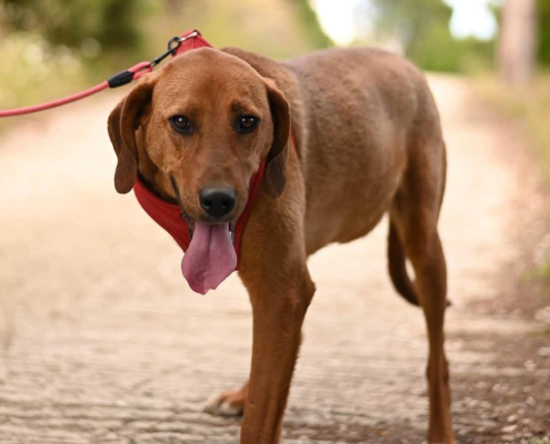 Charlie Zorro Dogsavior Aug26 Beitragsbild