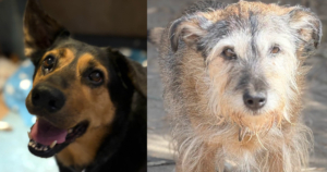 Danny Lucy Zorro Dogsavior Aug26 1 Social Media