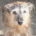Danny Zorro Dogsavior Aug26 1 Beitragsbild