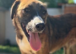 Dimitra Zorro Dogsavior Aug26 Beitragsbild