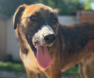 Dimitra Zorro Dogsavior Aug26 Beitragsbild