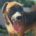 Dimitra Zorro Dogsavior Aug26 Beitragsbild