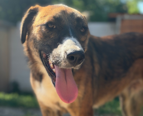 Dimitra Zorro Dogsavior Aug26 Beitragsbild