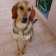 Goofy Zorro Dogsavior Aug26 Beitragsbild