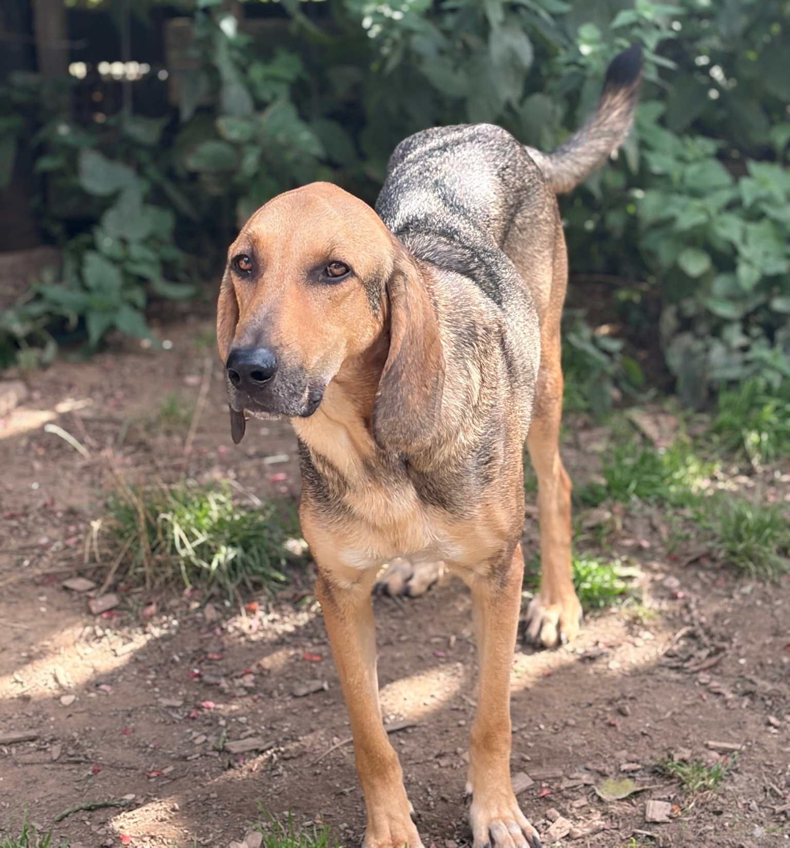 Goofy Zorro Dogsavior Okt26 1
