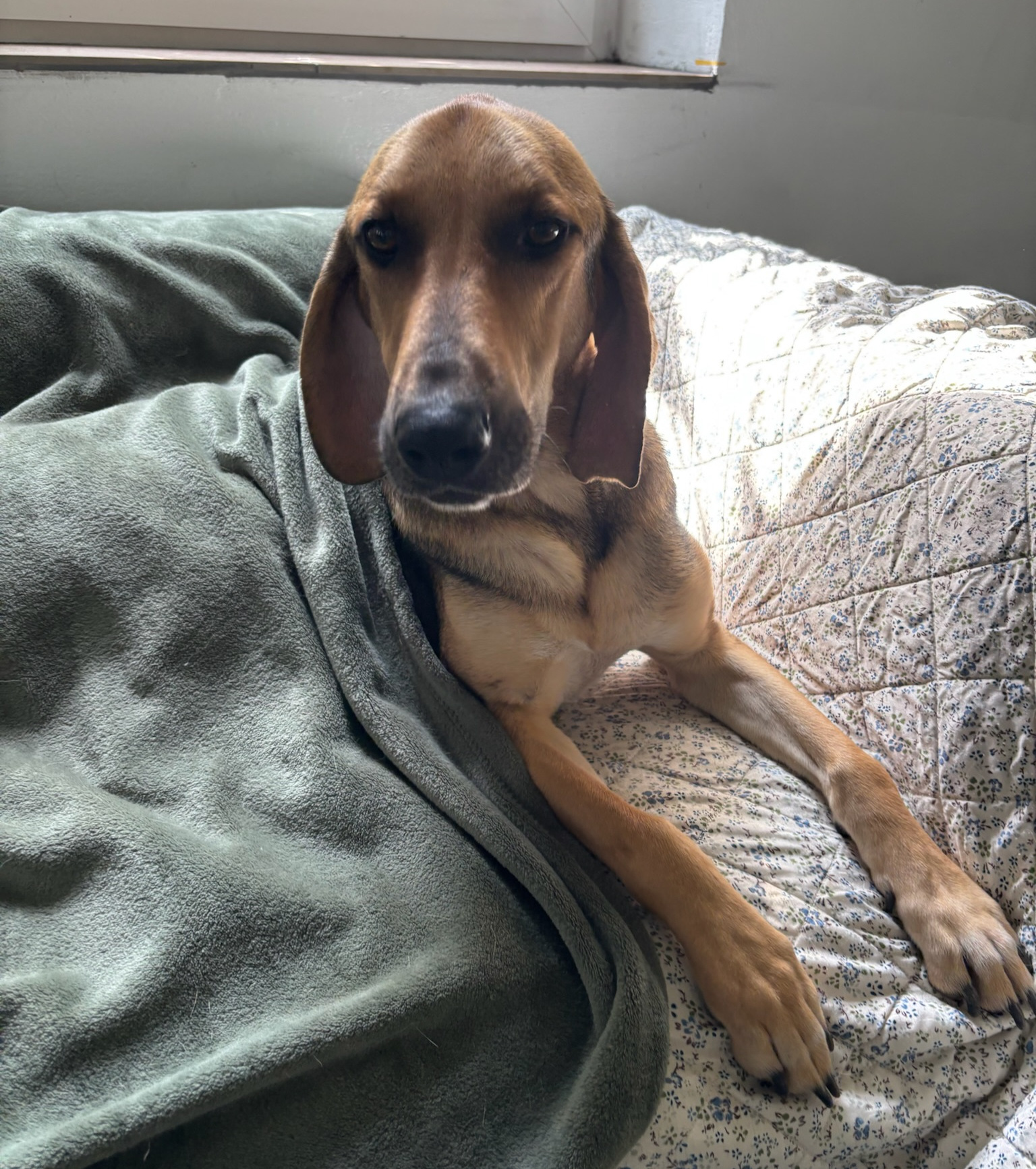 Goofy Zorro Dogsavior Okt26 6