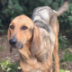 Goofy Zorro Dogsavior Okt26 Beitragsbild