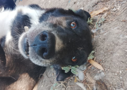 Hector Zorro Dogsavior Aug26 Beitragsbild