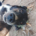 Hector Zorro Dogsavior Aug26 Beitragsbild