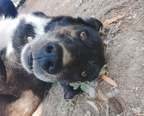 Hector Zorro Dogsavior Aug26 Beitragsbild