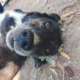 Hector Zorro Dogsavior Aug26 Beitragsbild