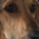 Hilferuf Zorro Dogsavior Aug26 1 Beitragsbild