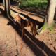 Imani steht im Wald