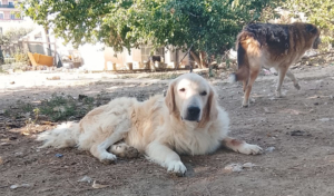 Iro Zorro Dogsavior Aug26 2
